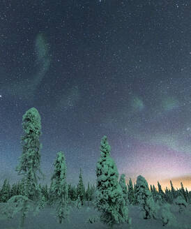 Gefrorene Bäume unter dem Sternenhimmel während des Nordlichts (Aurora Borealis) im Winter, Iso Syote, Lappland, Finnland, Europa - RHPLF22164