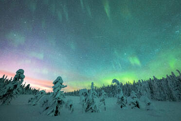 Gefrorene Bäume im Schnee unter dem vielfarbigen Himmel während des Nordlichts (Aurora Borealis) im Winter, Iso Syote, Lappland, Finnland, Europa - RHPLF22165