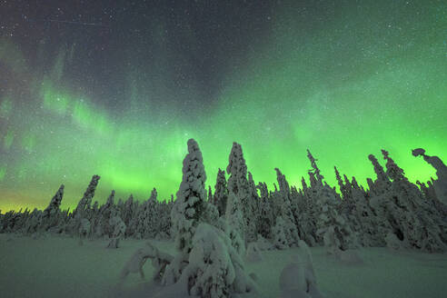 Grüne Lichter des Nordlichts (Aurora Borealis) über gefrorenen, schneebedeckten Bäumen, Iso Syote, Lappland, Finnland, Europa - RHPLF22166