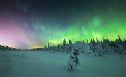 Gefrorene Fichte mit Schnee bedeckt, beleuchtet vom Nordlicht (Aurora Borealis) im Winter, Iso Syote, Lappland, Finnland, Europa - RHPLF22167