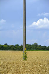 Telefonmast inmitten eines großen Feldes im Sommer - AXF00866