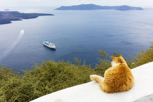 Eine rothaarige Katze, die sich auf einer Mauer ausruht, mit Blick auf ein Kreuzfahrtschiff in der Ägäis, Santorin, Kykladen, Griechische Inseln, Griechenland, Europa - RHPLF22244