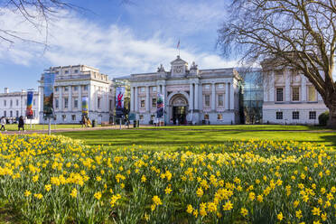 National Maritime Museum an einem Frühlingstag mit blauem Himmel und Narzissen, Greenwich, London, England, Vereinigtes Königreich, Europa - RHPLF22248