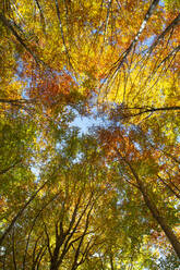 Zusammenlaufende Bäume, von unten fotografiert, mit Blick in den Himmel, mit Laub in Herbstfarben, Emilia Romagna, Italien, Europa - RHPLF22255