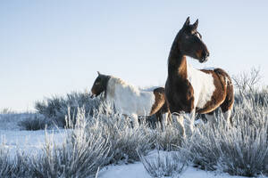 Schöne Paint Horses in verschneitem Winterfeld - FSIF06067