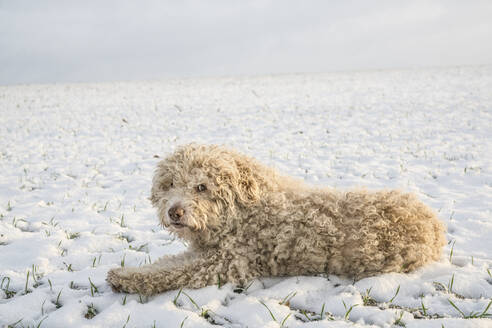Portrait cute white Labradoodle laying in snowy rural field - FSIF06069