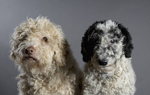 Studio Porträt niedlichen Labradoodle Hunde schauen in die Kamera - FSIF06073