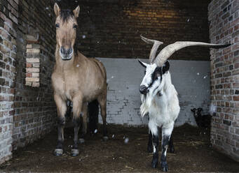 Porträt eines Pferdes und einer Ziege, die im Stall Schutz vor Schnee suchen - FSIF06074