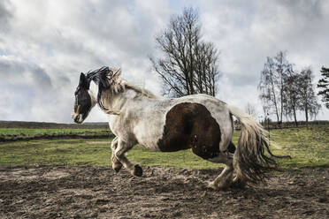 Majestic Paint Horse läuft auf einer ländlichen Weide - FSIF06075