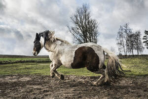 Majestic Paint Horse läuft auf einer ländlichen Weide - FSIF06075