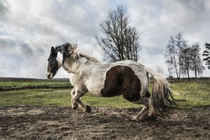 Majestic Paint Horse running in rural pasture - FSIF06075