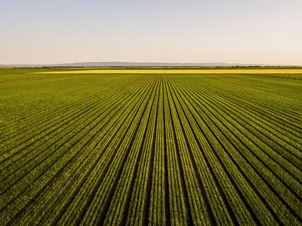 Drone view of vast onion field at dusk - NOF00592