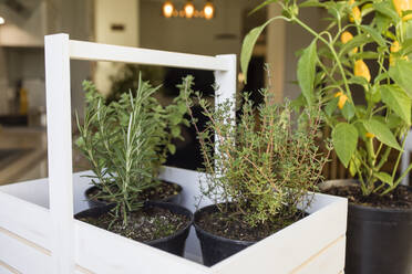 Potted rosemary and thyme plants in basket at home - OSF00268