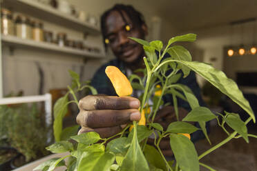 Mann betrachtet eine Chilischote auf einer Pflanze zu Hause - OSF00273