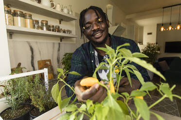 Lächelnder Mann hält Chilischote auf Pflanze zu Hause - OSF00274
