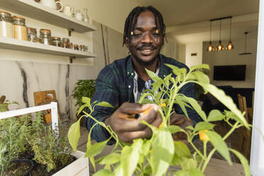 Lächelnder Mann, der Chili aus einer Topfpflanze in der Küche zu Hause nimmt - OSF00275