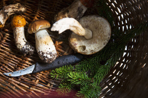Mushrooms and knife in basket - FOLF11512