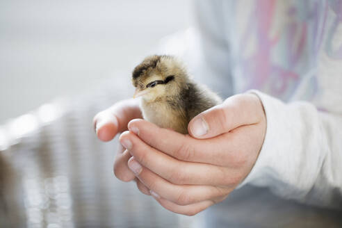 Hands of girl holding chick - FOLF11552