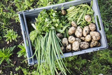 Beans, parsley, potatoes, and green onions in box - FOLF11554