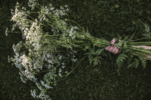 Mädchenhand hält Blumenstrauß aus Queen Anne's Lace - FOLF11625