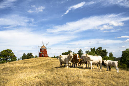 Cows and windmill on farm - FOLF11704