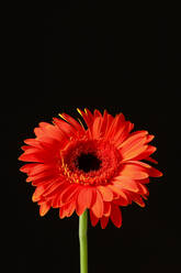 Studio shot of red blooming Gerbera flower - JTF02113