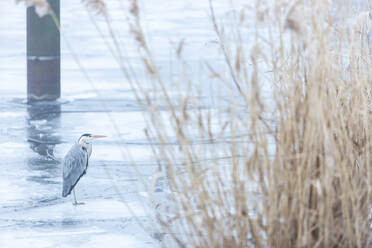 Graureiher (Ardea cinerea) auf der gefrorenen Oberfläche der Havel - ASCF01709