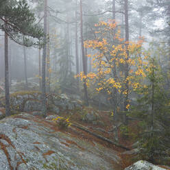 Autumn forest on rock in Tiveden National Park, Sweden - FOLF11755