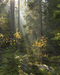 Sonnenstrahlen im Herbstwald im Tiveden-Nationalpark, Schweden - FOLF11757