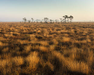 Moor im Nationalpark Store Mosse, Schweden - FOLF11759