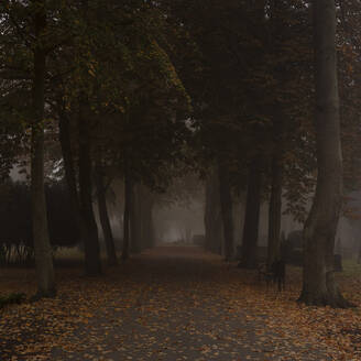 Footpath between autumn trees in foggy park in Malmo, Sweden - FOLF11760