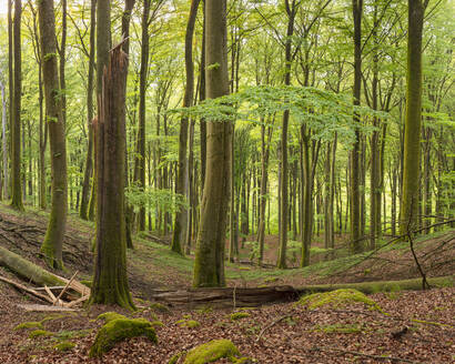 Wald in Osbecks Bokskogar in Schweden - FOLF11761