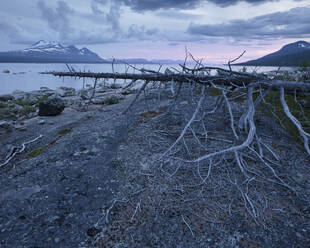 Fallen tree by lake in Lapland, Sweden - FOLF11769