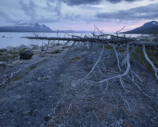 Umgestürzter Baum am See in Lappland, Schweden - FOLF11769