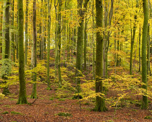 Bäume im Wald - FOLF11790