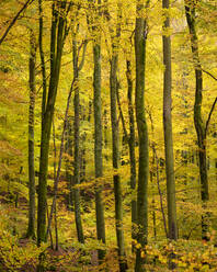 Bäume im Wald - FOLF11791