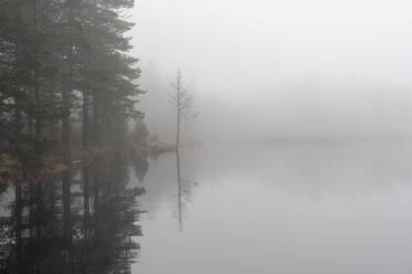 Nebel über dem See in Narke, Schweden - FOLF11847