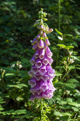 Fingerhut (Digitalis purpurea) blüht im Frühjahr - NDF01483