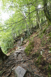 Switzerland, Ticino, Forest trail in Valle Verzasca - GWF07503