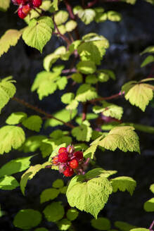 Japanische Weinbeere (Rubus phoenicolasius) im Freiland - NDF01485