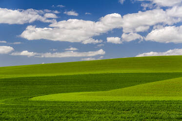 Weizenfelder, grüne Pflanzen, die in einer hügeligen Landschaft wachsen. - MINF16548
