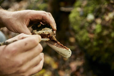 Nahaufnahme eines Mannes, der eine Probe von einem essbaren Pilz im Wald für den Anbau entnimmt - MINF16557
