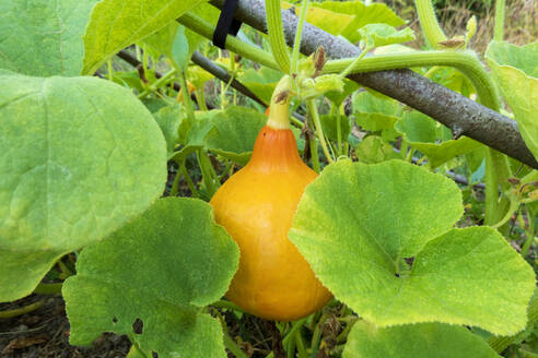 Roter Kurikürbis wächst im Garten - NDF01487