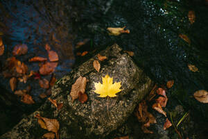 Von oben der trockenen gelben Blatt verstreut in Felsen Oberfläche der wilden Fluss fließt in der Natur im Herbst Tag - ADSF35622