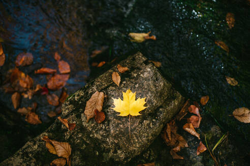 From above of dry yellow leaf scattered in rock surface of wild river flowing in nature on autumn day - ADSF35622