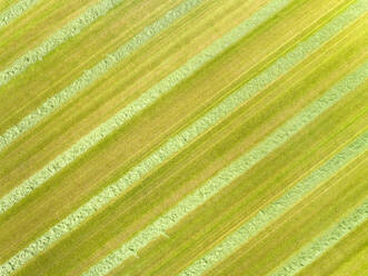 Luftaufnahme von gemähten Grasstreifen auf einer Wiese, Twente, Overijssel, Niederlande. - AAEF14922
