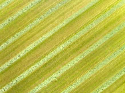 Luftaufnahme von gemähten Grasstreifen auf einer Wiese, Twente, Overijssel, Niederlande. - AAEF14922