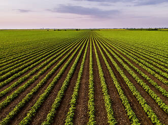 Grünes Feld mit Reihen von Sojapflanzen - NOF00597