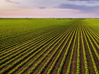 Soybean plants on green field at sunset - NOF00599