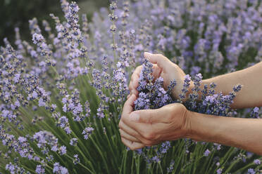 Hände einer Frau gestikulieren in Herzform mit Lavendelpflanzen im Feld - SIF00331